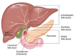 cancer du foie (liver cancer)