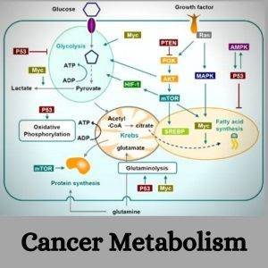 cancer metabolism
