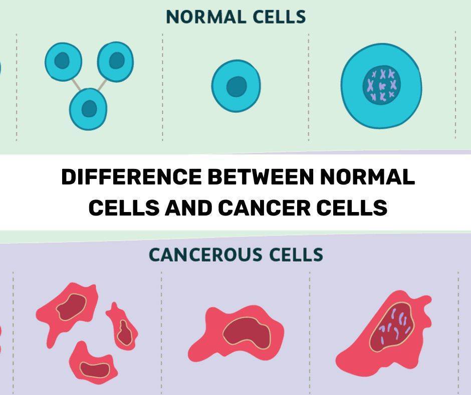 How do cancer cells and normal cells different