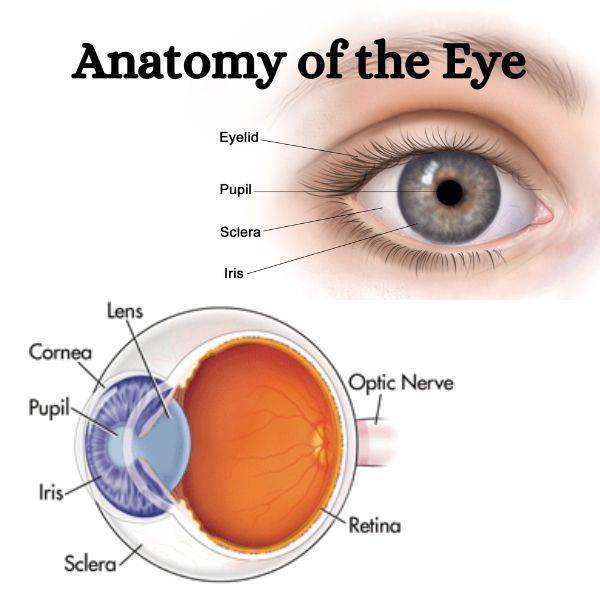 Eye cancer Detection