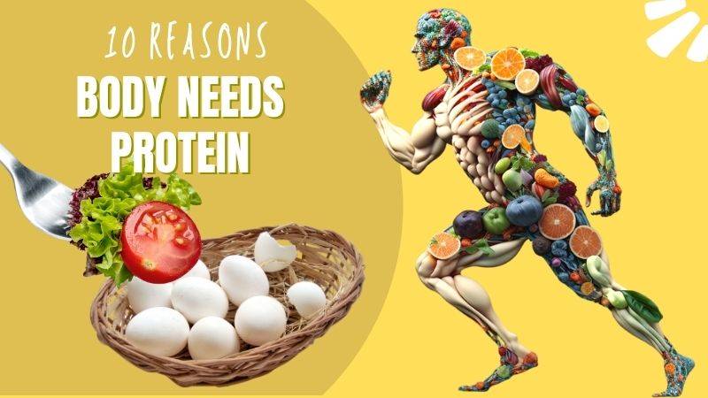 10 reasons to intake protein