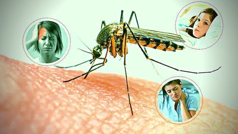 Dengue symptoms and how to get recovery by right diet