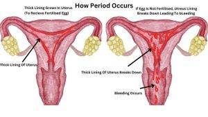 How Period Occurs