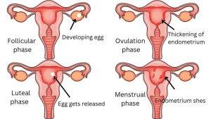 Phases of menstrual cycle