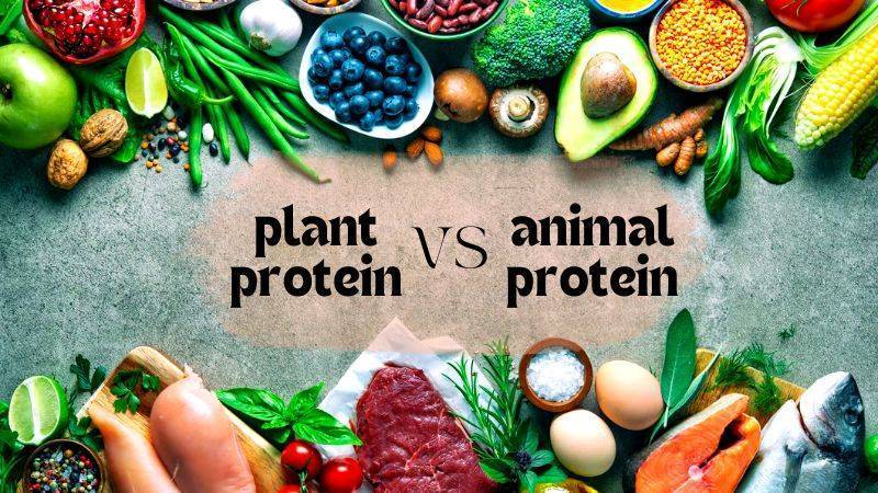 Is Plant Protein as healthy as Animal Protein?