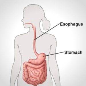 esophagus or food pipe
