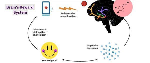Brain's Reward System increases Dopamine levels