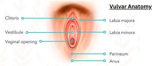 Anatomy of Vulvar