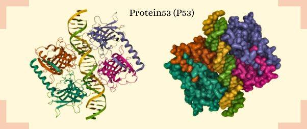 Gene Therapy-P53