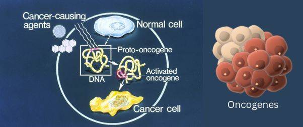 Oncogenes-Genes that encourage the cell to multiply