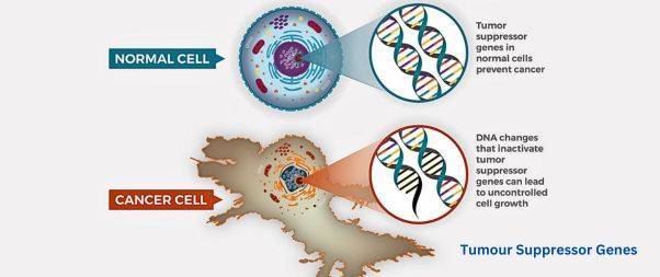 Tumour Suppressor Genes