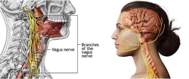 The Position of the Vagus Nerve