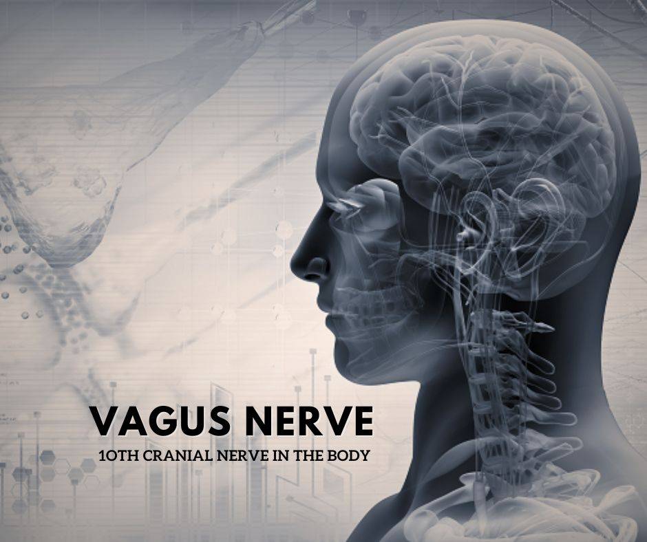 Vagus Nerve: Unlocking the Healing Potential