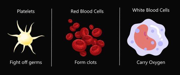 What Blood Cells Do in Our Body