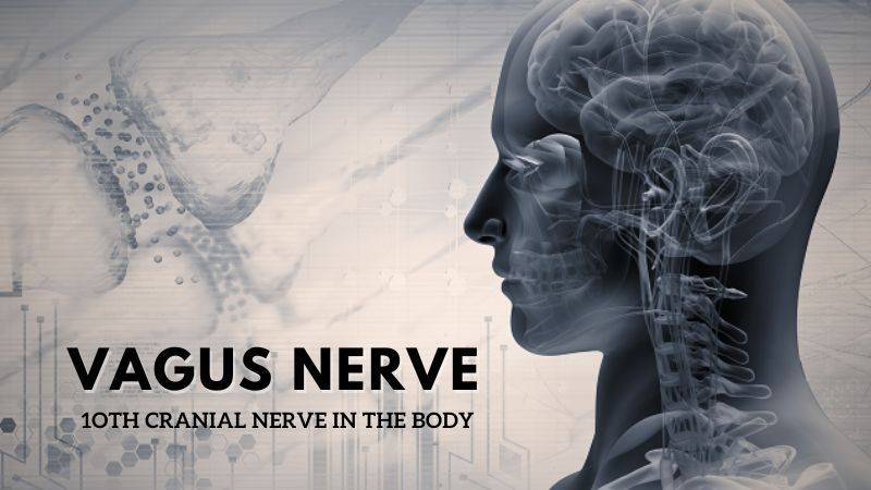 Vagus Nerve: 10th Cranial Nerve in the Body